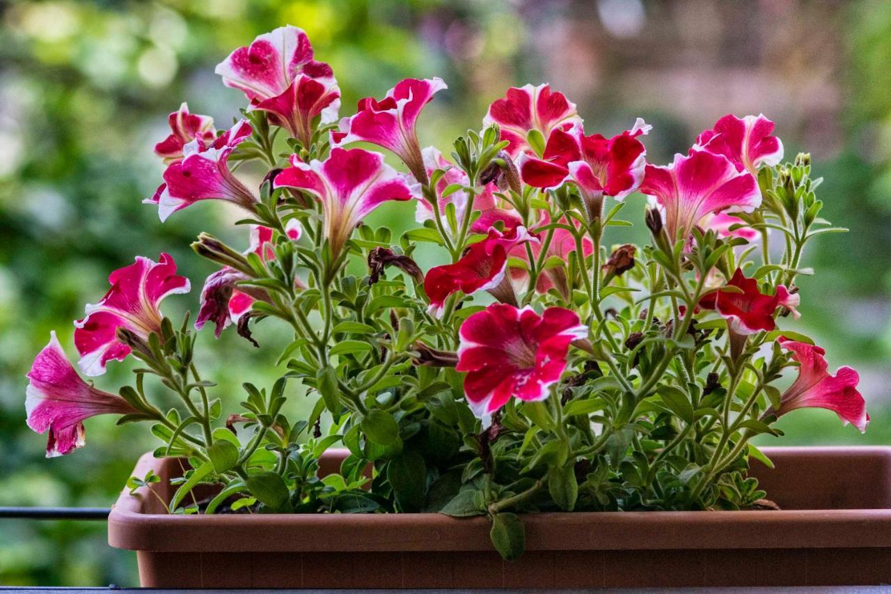 Casa Quaratesi Daire Floransa Dış mekan fotoğraf